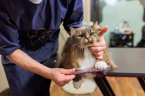 Cat grooming background. Veterinarian brushing cat in the salon. pet cear