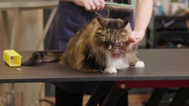 Kedi, kuaförde nazikçe tımar edildi. profesyonel hayvan bakımı