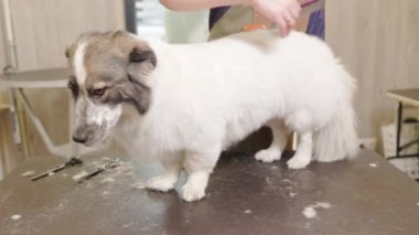 Corgi 'nin köpeği tımarcının masasında kalıyor. Kuaförde bir kuaför tarafından fırçalanmış.