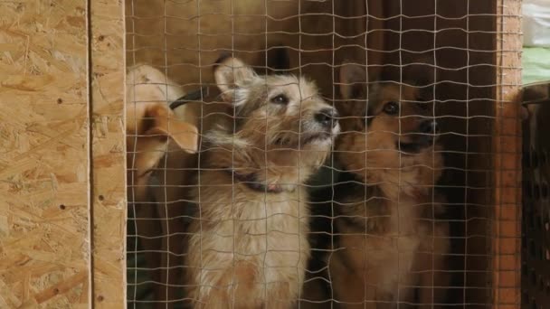 不受欢迎和无家可归的狗在动物庇护所吠叫 狗的庇护所 把狗关在笼子里可怜和饥饿的流浪狗和城市的自由活动的狗 野狗在监狱里将被遗弃的动物关在笼子里 — 图库视频影像
