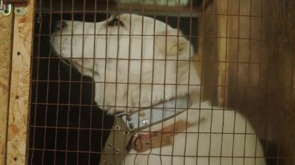 Alabai Dog Aviary Close Alabai Shelter Abandoned Dogs Result Russia — Stock Video