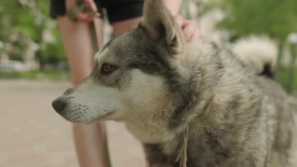 Bezdomny Pies Dostaje Uczucia Nieznajomego Bezdomnego Zwierzaka Wdzięcznymi Oczami Patrzy — Wideo stockowe