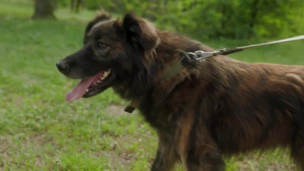 Seekor Anjing Sedang Dipimpin Melalui Luar Ruangan Oleh Seorang Pria — Stok Video