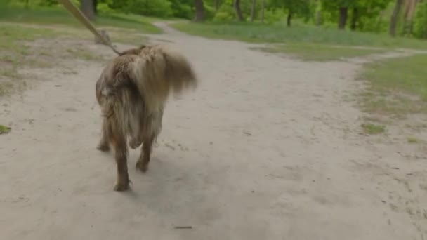 Een Hond Wordt Door Buitenlucht Geleid Door Een Man Sociale — Stockvideo