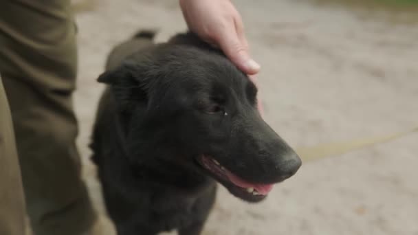 Perro Callejero Obtiene Afecto Extraño Mascota Sin Hogar Con Ojos — Vídeos de Stock