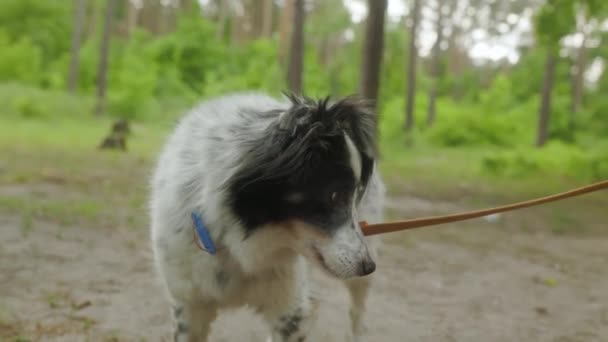 Hombre Está Guiando Perro Aire Libre Vídeo Social Sobre Ayudar — Vídeo de stock