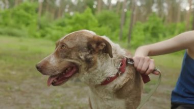 Başıboş köpek yabancılardan sevgi görüyor. Minnettar gözlü evcil hayvan kameraya bakıyor. Hayvanlara yardım etme videosu çekiyor. İnsanlar bunun sonucu olarak terk edilmiş hayvanları gezdirmek için barınağa geliyorlar.