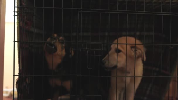 Niechciane Bezdomne Psy Szczekające Schronisku Dla Zwierząt Azyl Dla Psa — Wideo stockowe
