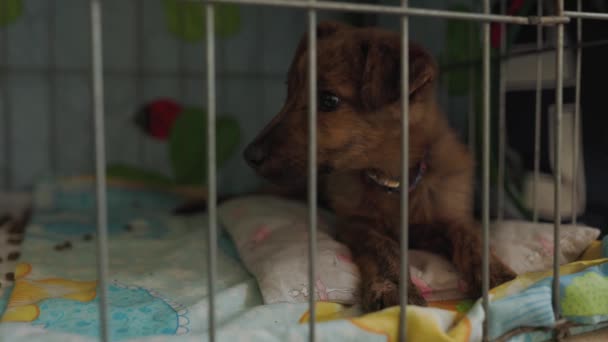 Filmagem Cães Jaula Asilo Cães Sem Teto Uma Gaiola Abrigo — Vídeo de Stock