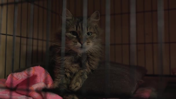 Dakloze Kat Een Opvanghuis Zit Een Kooi Verlaten Dieren Als — Stockvideo