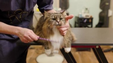 Kedi kaplıcasında saçını tarayan tımarcının tuttuğu kedi yüzünü kapatın. Bir kediyi tımar ediyor.