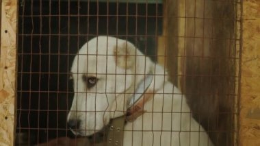 Alabai köpeği kuşhaneye yakın çekim yapıyor. Büyük köpek cinsi bir kafeste sahiplerini bekliyor.