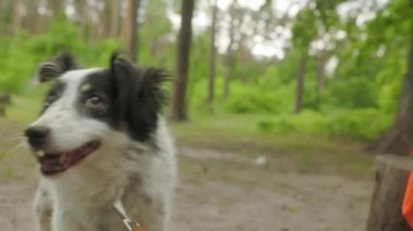 Parkta tasmalı kırma bir köpeğin portresi. Köpek kuyruğunu sallıyor ve gülümsüyor. Akşam vakti, sadık köpek sahibine bakıyor..