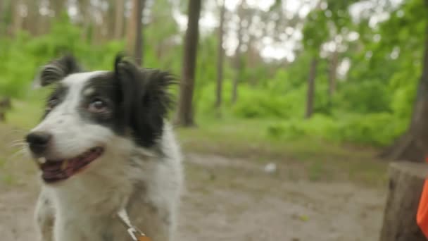 Retrato Perro Mestizo Con Correa Parque Perrito Mueve Cola Sonríe — Vídeos de Stock