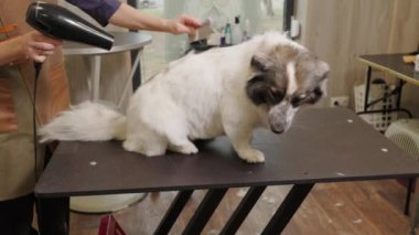 Köpek Corgi Kurutucu Hayvan Bakımı ve saç stili. Kuaför saç kurutma makinesini kurutur.