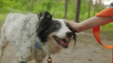 Kız tarafından okşanan bir köpek portresi. El ve köpek manzarası. Yeşil çimen arka plan.