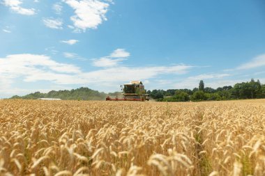 Buğday hasadını birleştirerek olgunlaşmış buğday toplar. Savaş sırasında Ukrayna 'da tarım