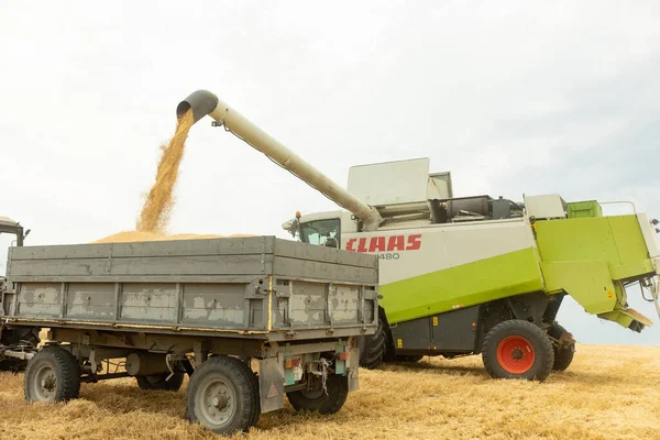 Harvester Combine Harvesting Wheat Pouring Dump Truck Wheat Harvest End — Φωτογραφία Αρχείου