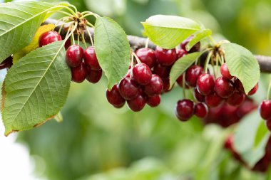 sonra yaz yağmur tatlı su damlaları ile ağaç dal kiraz kırmızı meyveler. arka plan bulanık