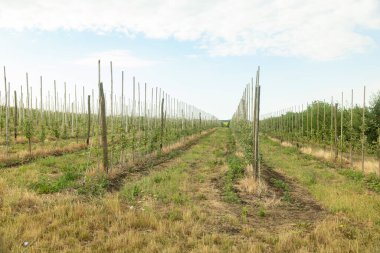 Bahçede sıralanmış genç elma ağaçları. çiftçilik
