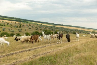 Bir keçi sürüsü tarlada otluyor. Keçiler ot yer.