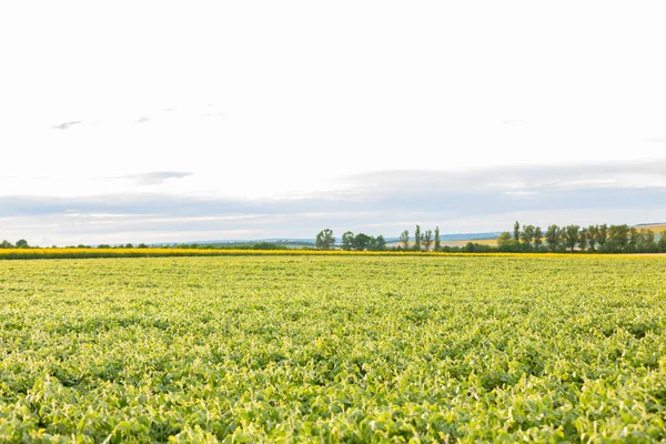 Rural landscape with fresh green soy field. Soybean field and sky