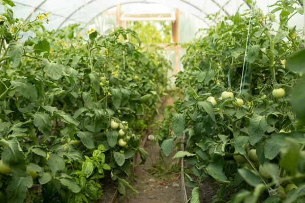 Rows Green Tomatoes Ripening Dutch Greenhouse — Foto Stock