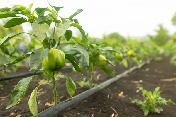 Green Bell Peppers Garden Release Toxins Close — Foto Stock