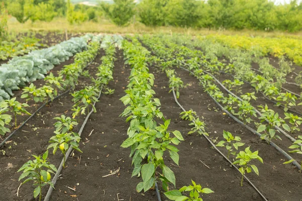 Raws Green Peppers Growing Garden — Foto Stock