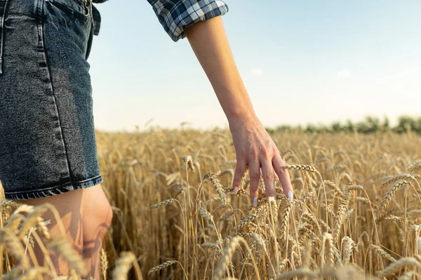 Woman Hand Running Ripe Wheat Field — Fotografia de Stock