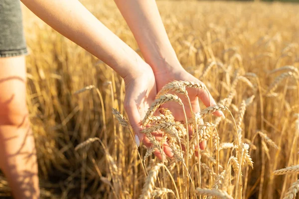 Woman Hands Holds Golden Wheat Farmenr Hands Closeup Spikelet Wheat — Fotografia de Stock