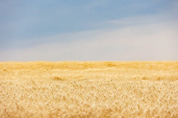Yellow Golden Ripe Wheat Field Blue Sky — Fotografia de Stock