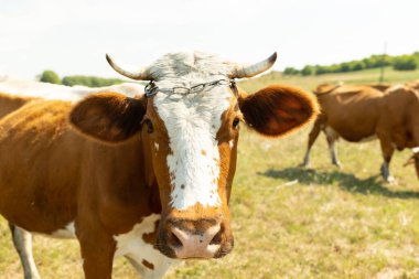 Güzel beyaz ve kahverengi benekli ineğin yakından çekilmiş portresi.