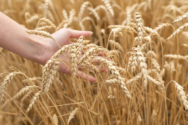 País Natureza Férias Verão Agricultura Conceito Pessoas Close Mão Jovem — Fotografia de Stock