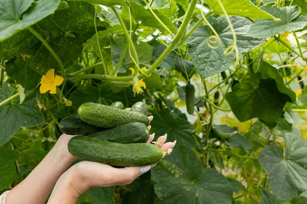 a woman\'s hand holds a lot of cucumbers against the background of cucumber leaves. These cucumbers are grown in a greenhouse