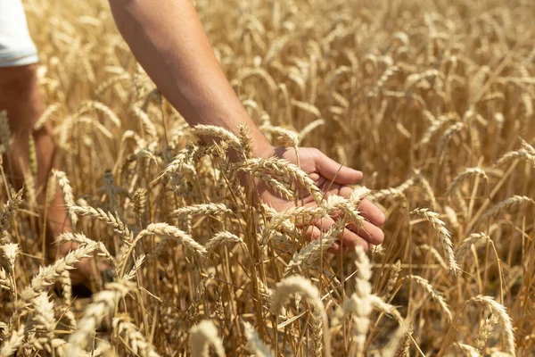 Field Wheat Touched Hand Spikes Sunset Light Wheat Sprouts Farmer — Stock Photo, Image