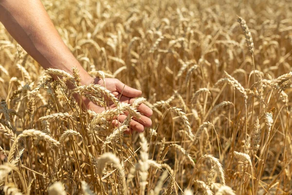 Field Wheat Touched Hand Spikes Sunset Light Wheat Sprouts Farmer — Fotografia de Stock