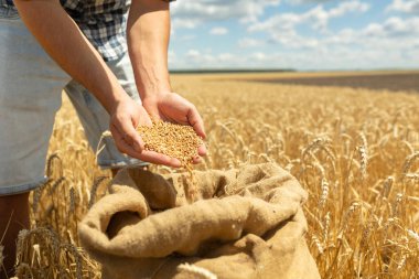 Children's hands sprinkle wheat grains. Golden seeds in the palms of a person. Wheat grains in children's hands on the background with a bag of grain. Small depth of field. Copy space.