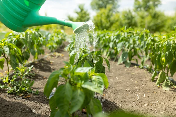 Sweet Pepper Plants Get Water Watering Can Gardening — Foto Stock