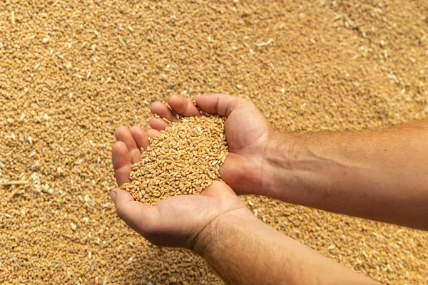 Harvest Close Farmer Hands Holding Wheat Grains Background Grain — Stock Photo, Image