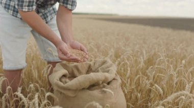 farmer pours grain in canvas bag from hand to hand at sunset in wheat field. Grain harvesting concept in agriculture.