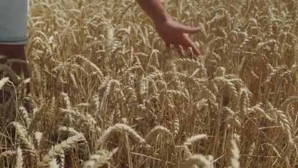 Rolnictwo Ręka Rolnika Dotyka Zielonych Uszu Pszenicy Hodowla Żywności Ekologicznej — Wideo stockowe
