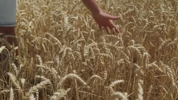 Agriculture Hand Farmer Worker Touches Green Ears Wheat Growing Organic — Vídeos de Stock