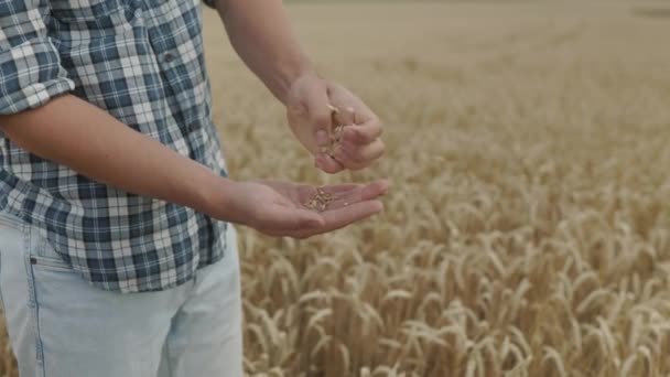 Сельское Хозяйство Урожай Пшеницы Пшеничное Зерно Руках После Хорошей Жатвы — стоковое видео