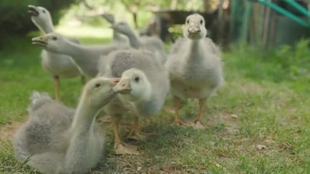 Shepherd Dog Watches Little Duckling Does Run Away Farm Rural — Vídeo de Stock