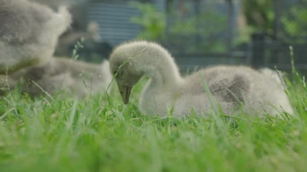 Shepherd Dog Watches Little Duckling Does Run Away Farm Rural — Stock Video