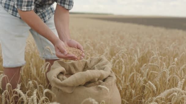 Farmer Pours Grain Canvas Bag Hand Hand Sunset Wheat Field — Αρχείο Βίντεο