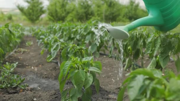 Green Peppers Grow Garden House Pouring Pepper Watering Can Garden — Stock Video