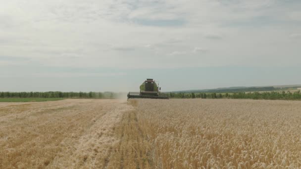 Ukraine Vartekivtsi July 2022 Harvester Machine Harvest Wheat Field Working — Video