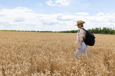 Back view of female agronomy with travel backpack walking at path in middle of wheat fields exploring international agriculture cultivation, tourist with backpack visiting greenery plantation. Copy space